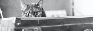 Comment partir en vacances avec son chat - COVER Un chat qui se cache dans une valise