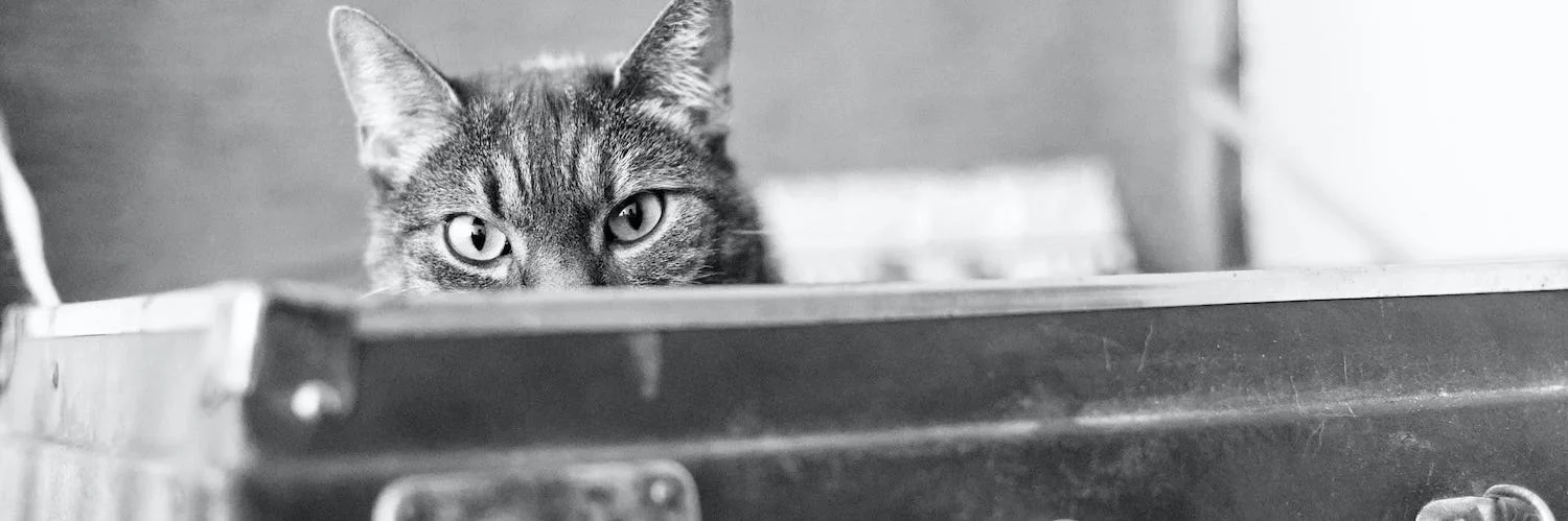 Comment partir en vacances avec son chat - COVER Un chat qui se cache dans une valise