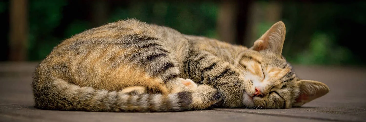 Couverture de l'article "Notre philosophie du home sitting" représentant un chat tigré endormi