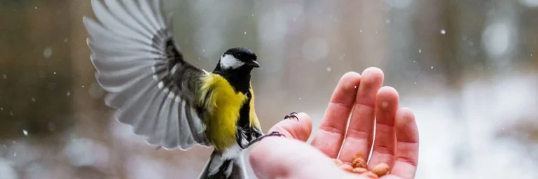 Faire confiance à des home sitters - image de couverture montrant un oiseau venant manger des graines dans la main d'un homme