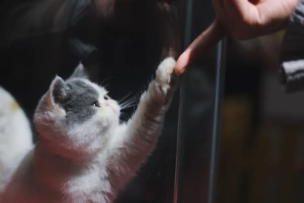 Faire confiance à des home sitters : image d'illustration montrant un chat touchant de sa patte le doigt d'un homme