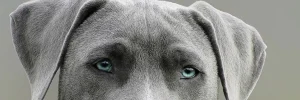 Illustration de couverture de l'article "Comment faire garder son chien pendant les vacances" - Gros plan sur les yeux bleus d'un braque allemand