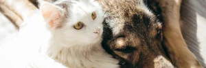 Couverture de l'article "Notre philosophie du home sitting" : un chat blanc couché sur un gros chien