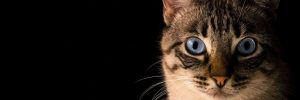 Faire garder son chat - image de couverture